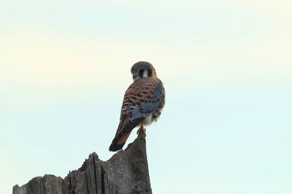 American Kestrel Falco Sparverius Bosque Del Apache National Wildlife Refuge — Stock Photo, Image