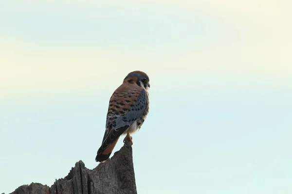 American Kestrel Falco Sparverius Bosque Del Apache National Wildlife Refuge — Stock Photo, Image