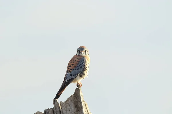 Cernícalo Americano Falco Sparverius Refugio Nacional Vida Silvestre Bosque Del —  Fotos de Stock