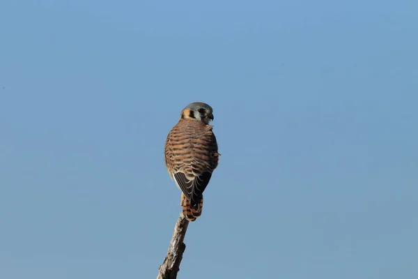 American Kestrel Falco Sparverius Bosque Del Apache National Wildlife Refuge — Stock Photo, Image