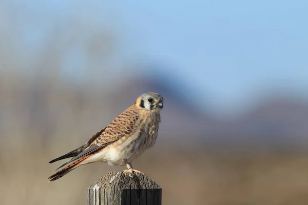 American Kestrel Falco Sparverius Bosque Del Apache National Wildlife Refuge — Stock Photo, Image