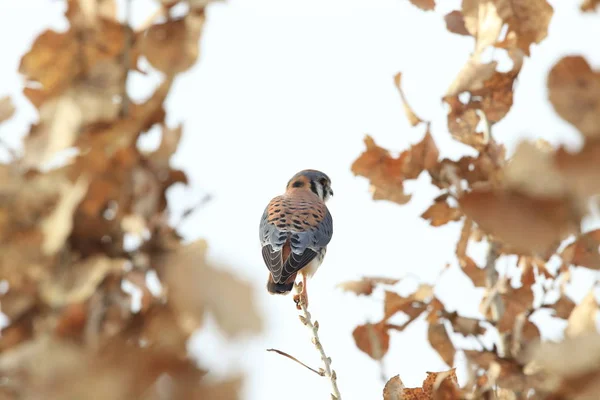 American Kestrel Falco Sparverius Bosque Del Apache National Wildlife Refuge — Stock Photo, Image