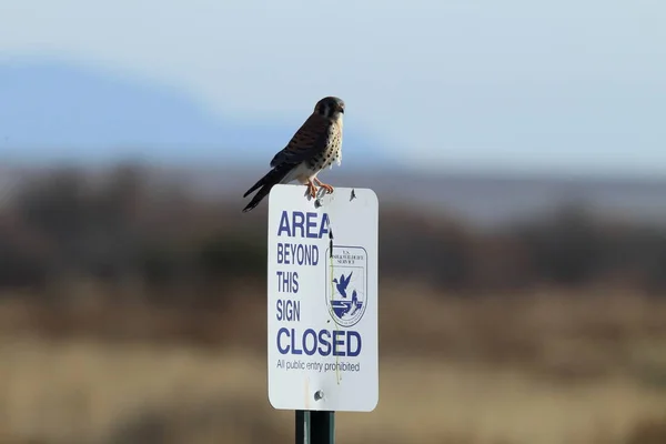 American Kestrel Falco Sparverius Bosque Del Apache National Wildlife Refuge — Stock Photo, Image