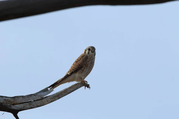 アメリカのケストレル Falco Sparverius ボスク アパッチ国立野生生物保護区 New Mexico — ストック写真