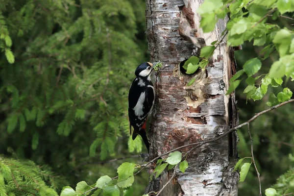 Great spotted woodpecker , Sweden — Stok fotoğraf