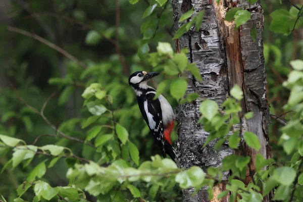 Great spotted woodpecker , Sweden — ストック写真