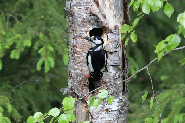 Great spotted woodpecker , Sweden — ストック写真