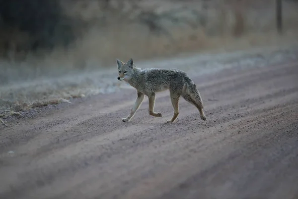 Coyote Bosque Del Apache Nationell Fristad För Vilda Djur New — Stockfoto