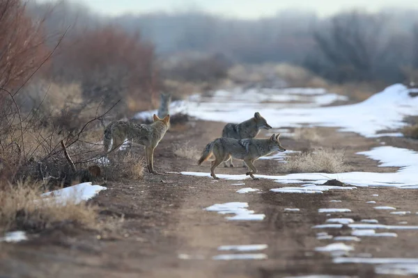 Coyote Bosque Del Apache National Wildlife New Mexico Usa — стокове фото