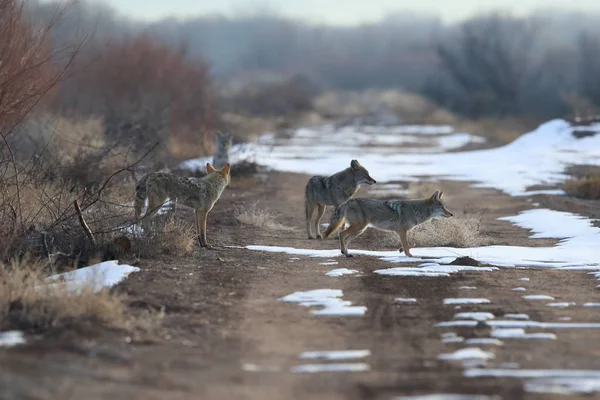 Coyote Bosque Del Apache National Wildlife New Mexico Usa — стокове фото