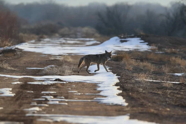 Kojote Bosque Del Apache Nationales Tierschutzgebiet New Mexico Vereinigte Staaten — Stockfoto