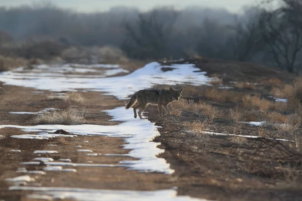 Kojote Bosque Del Apache Nationales Tierschutzgebiet New Mexico Vereinigte Staaten — Stockfoto