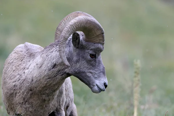 Bighorn Sheep Glacier National Park Montana EUA — Fotografia de Stock