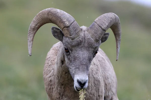 Nationaal park Bighorn Sheep Glacier Montana Usa — Stockfoto