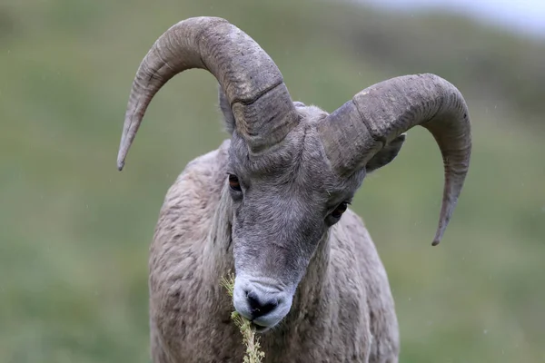 Bighorn Sheep Glacier National Park Montana EE.UU. — Foto de Stock