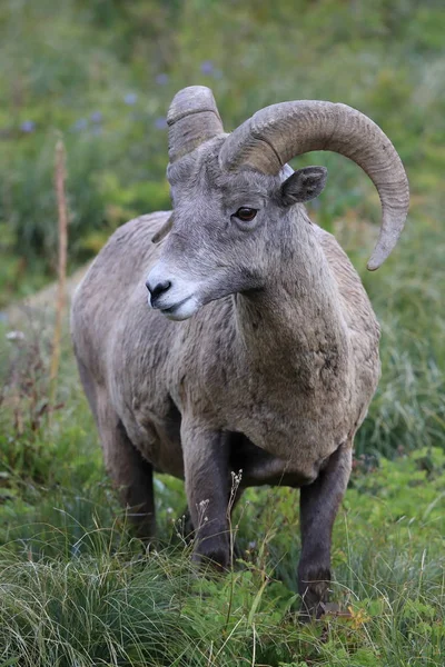 Bighorn Får Glacier National Park Montana Usa — Stockfoto