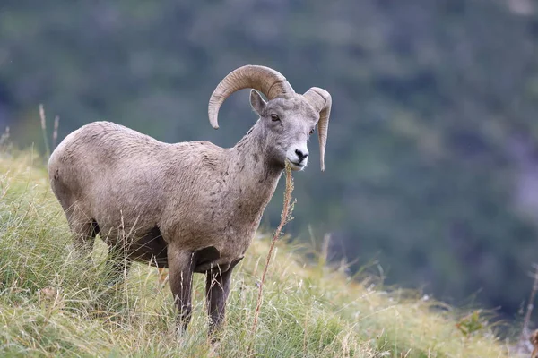 Bighorn Sheep Glacier National Park Montana EE.UU. — Foto de Stock