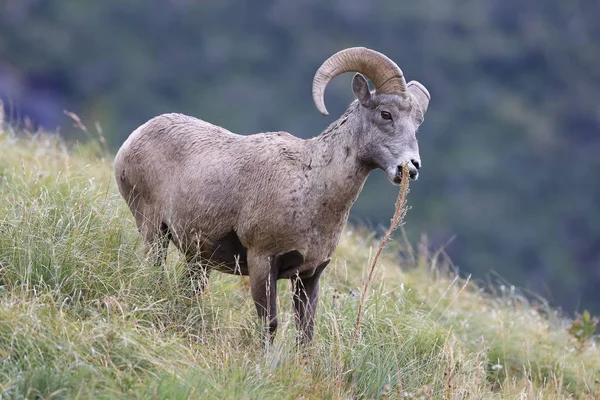 Bighorn Sheep Glacier National Park Montana EUA — Fotografia de Stock