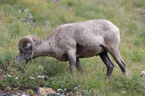 Nationaal park Bighorn Sheep Glacier Montana Usa — Stockfoto