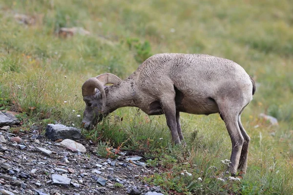 Bighorn Sheep Glacier National Park Montana USA — 스톡 사진