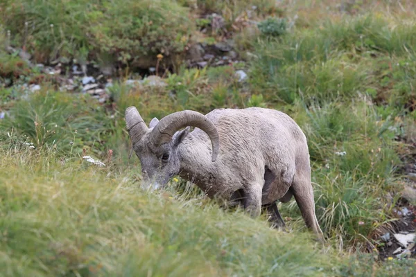 Nationaal park Bighorn Sheep Glacier Montana Usa — Stockfoto