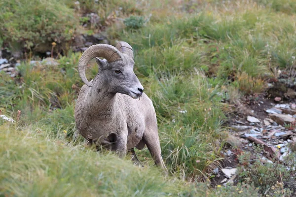 Nationaal park Bighorn Sheep Glacier Montana Usa — Stockfoto