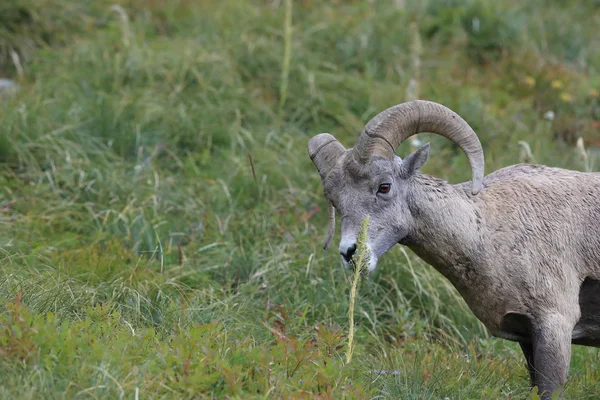 Nationaal park Bighorn Sheep Glacier Montana Usa — Stockfoto