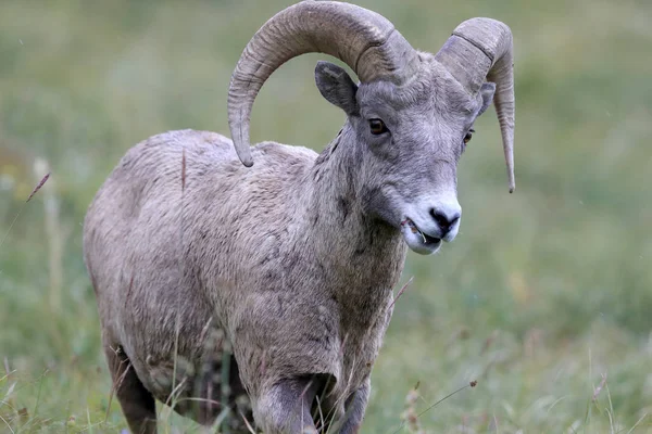 Bighorn Får Glacier National Park Montana Usa — Stockfoto