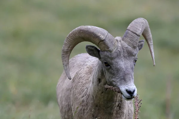 Nationaal park Bighorn Sheep Glacier Montana Usa — Stockfoto