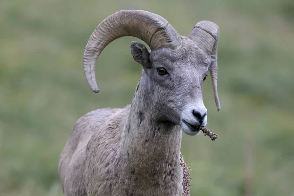 Bighorn Får Glacier National Park Montana Usa — Stockfoto