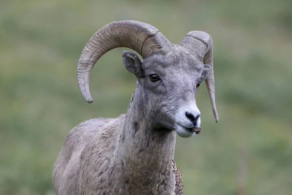 Národní park Bighorn Sheep Glacier Montana Usa — Stock fotografie