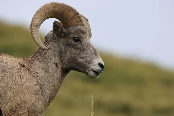 Bighorn Sheep Glacier National Park Montana EUA — Fotografia de Stock