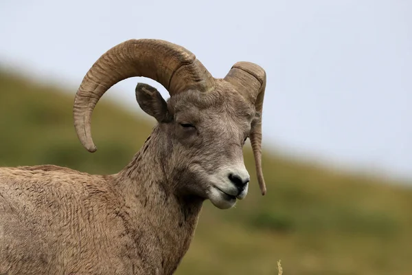 Bighorn Får Glacier National Park Montana Usa — Stockfoto