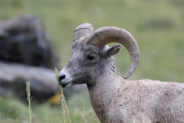 Nationaal park Bighorn Sheep Glacier Montana Usa — Stockfoto