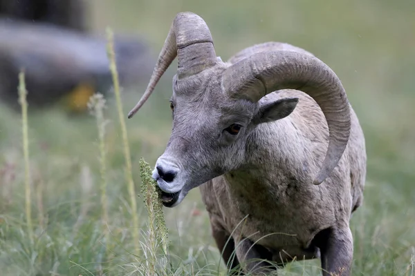 Bighorn Får Glacier National Park Montana Usa — Stockfoto