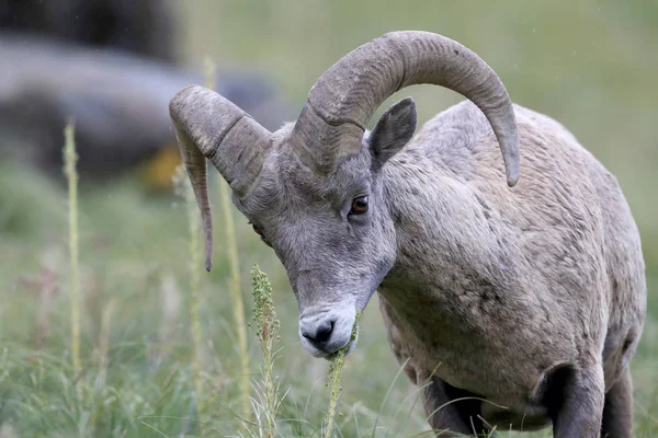 Nationaal park Bighorn Sheep Glacier Montana Usa — Stockfoto