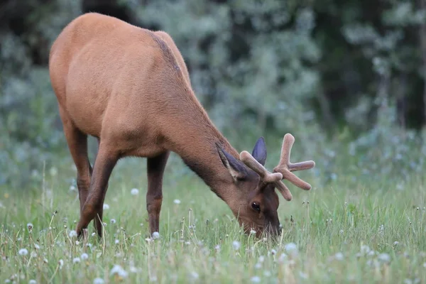 Kanada 'da ormanda geyik besleniyor. — Stok fotoğraf