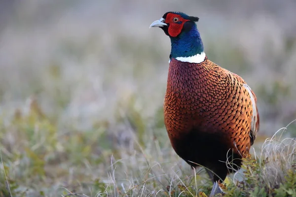 Κοινός φασιανός (Phasianus colchicus) Texel, Ολλανδία — Φωτογραφία Αρχείου