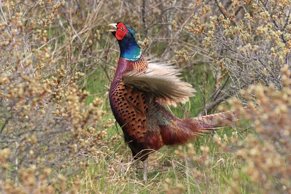 Κοινός φασιανός (Phasianus colchicus) Texel, Ολλανδία — Φωτογραφία Αρχείου