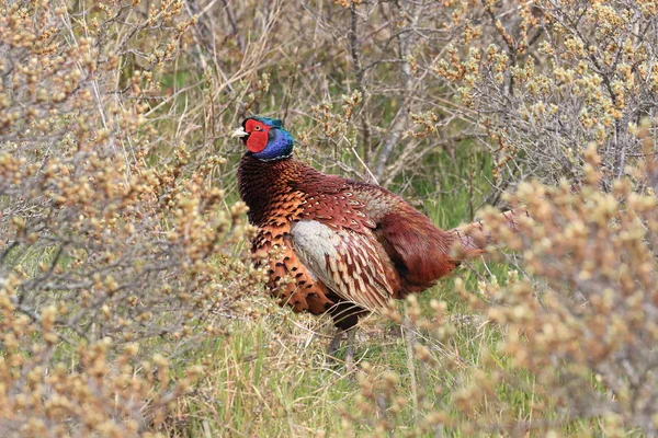 Faisan commun (Phasianus colchicus) Texel, Hollande — Photo