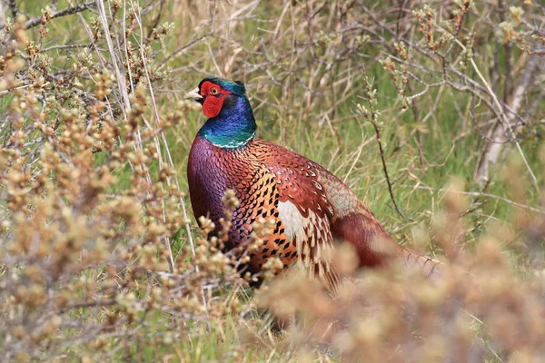 Κοινός φασιανός (Phasianus colchicus) Texel, Ολλανδία — Φωτογραφία Αρχείου