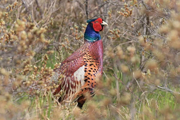 Κοινός φασιανός (Phasianus colchicus) Texel, Ολλανδία — Φωτογραφία Αρχείου