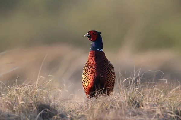 Κοινός φασιανός (Phasianus colchicus) Texel, Ολλανδία — Φωτογραφία Αρχείου