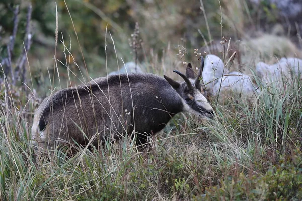 Chamois (Rupicapra rupicapra) Montagne dei Vosgi, Francia — Foto Stock