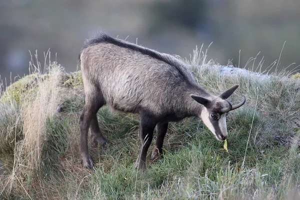 Chamois (Rupicapra rupicapra)  Vosges Mountains, France — 스톡 사진