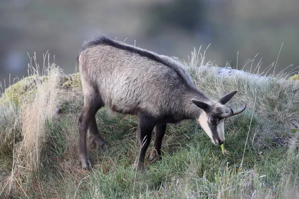 Chamois (Rupicapra rupicapra)  Vosges Mountains, France — 스톡 사진