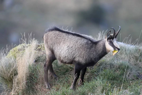 Chamois (Rupicapra rupicapra) Vosgos Montañas, Francia —  Fotos de Stock