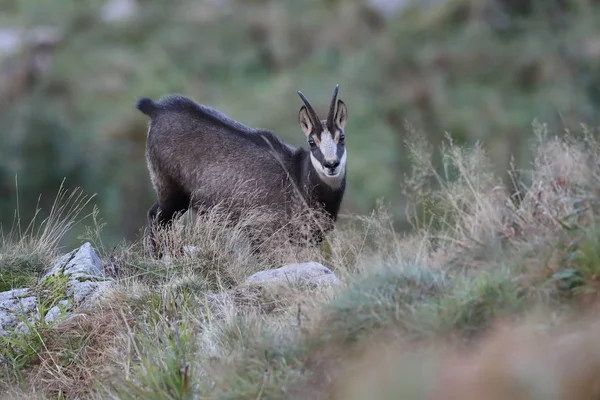 Chamois (Rupicapra rupicapra) Vosgos Montañas, Francia —  Fotos de Stock