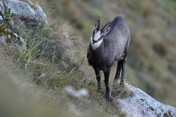 Chamois (Rupicapra rupicapra) Vosges Mountains, France — стокове фото