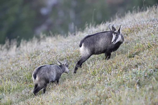 Chamois (Rupicapra rupicapra)  Vosges Mountains, France — 스톡 사진